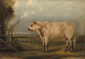 Młody byk, ok. 1849.