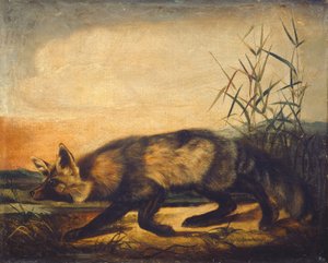 Lis rudy długoogoniasty, 18481854.