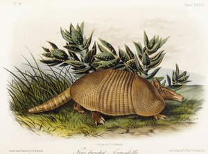 Pancernik dziewięciopasmowy, 1849-1854 autorstwa John Woodhouse Audubon