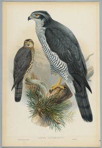 Astur Palumbarius - Jastrząb, rysowany przez J. Wolfa, grawerowany przez H. C. Richtera