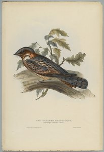 Caprimulgus Ruficollis autorstwa John after Gould