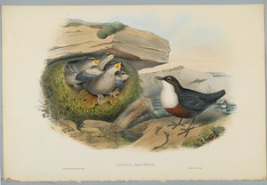 Cinclus Aquaticus - Water Ousel lub Dipper, grawerowane przez H. C. Richtera