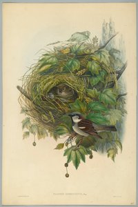 Passer Domesticus - Wróbel zwyczajny, ryt. H. C. Richter