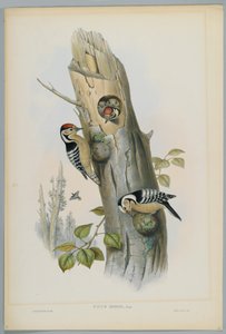 Picus Minor - dzięcioł mały, ryty przez H. C. Richtera