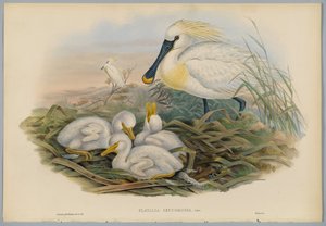 Platalea Leucorodia - Warzęcha i młoda, grawerowane przez H. C. Richtera