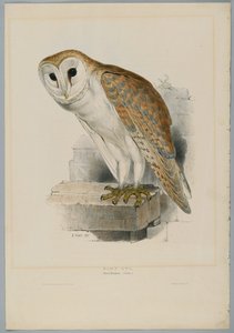 Strix Flammea - płomykówka