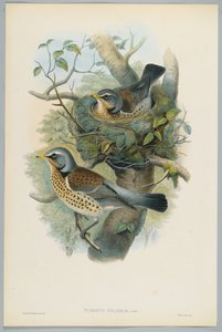 Turdus Pilarus - Drozd jałowca, grawerowane przez H. C. Richtera
