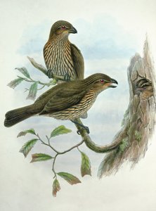 Ailuroedus Dentirostris, Catbird zębodzioby