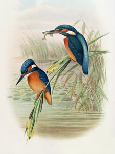 Alcedo Ispida, tablica z "The Birds of Great Britain" Johna Goulda, opublikowana w latach 1862-73 (litografia ręcznie kolorowana)