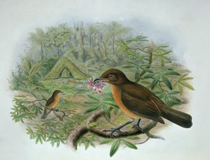 Amblyornis Inornatus, altannik ogrodnik Vogelkop