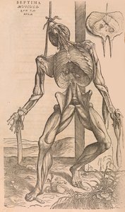 De humani corporis fabrica O budowie ciała ludzkiego, 1555. autorstwa John of Calcar