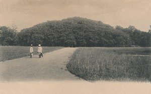 - Drzewo Banyan, Ogrody Botaniczne. Kalkuta”, 1906.