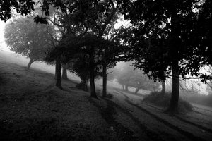 Posiadłość Goodwood w West Sussex, Wielka Brytania, 2019 r. (zdjęcie) autorstwa Jon Nicholson