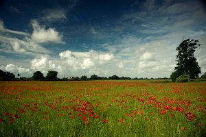 Posiadłość Goodwood w West Sussex, Wielka Brytania, 2019 r. (zdjęcie) autorstwa Jon Nicholson