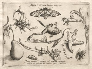 Archetypy i studia: Śmierć to linia, która wyznacza koniec całej części II, płyta 5, 1592. autorstwa Joris Hoefnagel