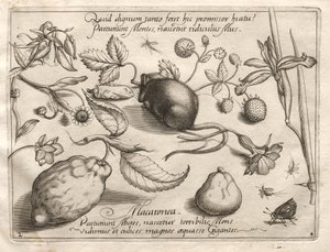 Archetypy i studia: Co może się wyłonić zgodnie z tak przepastną obietnicą, 1592. autorstwa Joris Hoefnagel