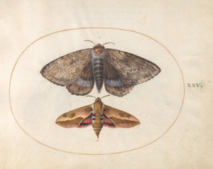  autorstwa Joris Hoefnagel