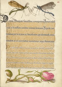 Mucha żurawia czubatego, owad i róża francuska autorstwa Joris Hoefnagel