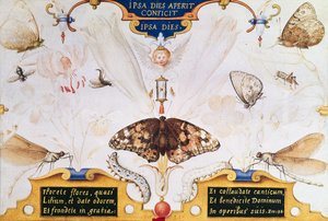 Dyptyk z kwiatami i owadami, 1591 (maruflaż i pergamin na panelu) autorstwa Joris Hoefnagel