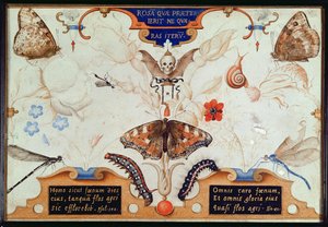 Dyptyk z kwiatami i owadami, 1591 (maruflaż i pergamin na desce) autorstwa Joris Hoefnagel