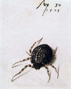 Samica Pająka, 1578 autorstwa Joris Hoefnagel