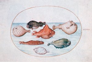 Ryba, XVI wiek autorstwa Joris Hoefnagel