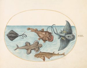 Ryba, ok.1575-80 autorstwa Joris Hoefnagel