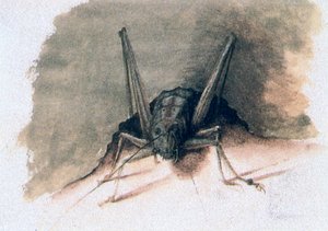 Zielony konik polny, XVI wiek autorstwa Joris Hoefnagel