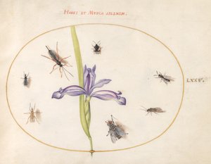 Owady, ok. 1575-80 autorstwa Joris Hoefnagel