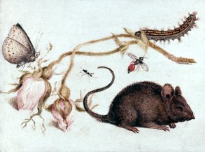 Mysz, kwiat i owad, XVI wiek. autorstwa Joris Hoefnagel