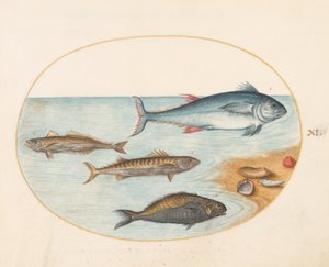 Płyta 11: Cztery ryby i muszle autorstwa Joris Hoefnagel