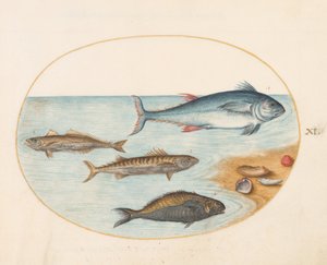Tablica 11: Cztery ryby i muszle autorstwa Joris Hoefnagel