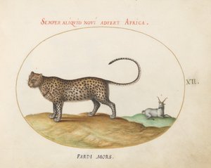 Płyta 12: Gepard(?) i dzika owca autorstwa Joris Hoefnagel