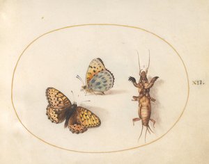 Obrazek 12: Dwa widoki motyla (srebrna obwódka fritillary?) i świerszcza kreta autorstwa Joris Hoefnagel