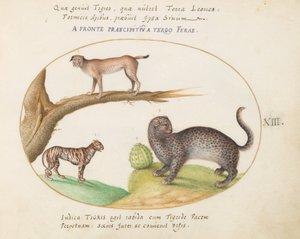 Płyta 13: Tygrys, Ryś i Jaguar (?) autorstwa Joris Hoefnagel