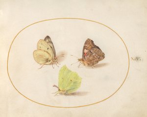 Tablica 14: listkowiec cytrynek, rusałka osetnik i szlaczkoń siarecznik autorstwa Joris Hoefnagel
