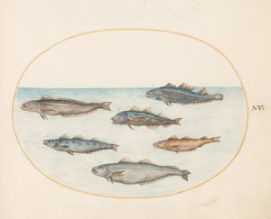  autorstwa Joris Hoefnagel
