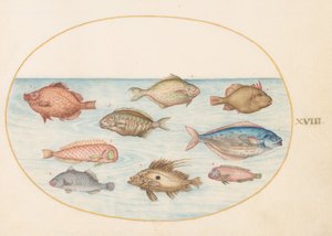 Talerz 18: Boarfish, Razorfish, Butterfish, John Dory i inne ryby autorstwa Joris Hoefnagel