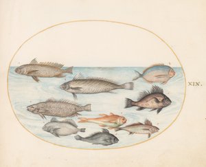 Płyta 19: Damselfish i inne ryby, w tym dwie „Cracinis” autorstwa Joris Hoefnagel