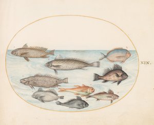 Ilustracja 19: Ryba z rodziny pomacanthidae oraz inne ryby, w tym dwa gatunki z rodzaju „Coracini” autorstwa Joris Hoefnagel