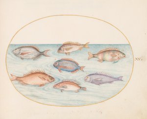 Ilustracja 20: Dorada, zębatek, sargo i inne ryby autorstwa Joris Hoefnagel