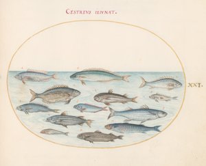 Talerz 21: Dorsz (?) i inne ryby autorstwa Joris Hoefnagel