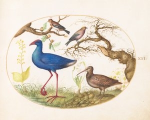  autorstwa Joris Hoefnagel