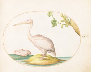  autorstwa Joris Hoefnagel