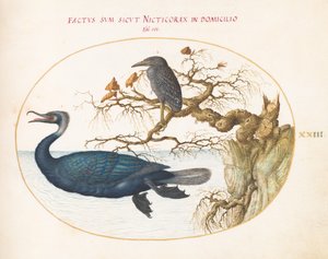 Obrazek 23: Kormoran Brandta z młodocianym ślepowronem koronowanym autorstwa Joris Hoefnagel