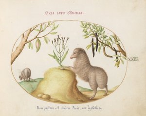 Ilustracja 23: Owca gruboogoniasta, owca z długim ogonem, „Cassia purgatrix” i inne rośliny autorstwa Joris Hoefnagel