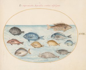 Tablica 23: Leszcz(?) i inne ryby autorstwa Joris Hoefnagel
