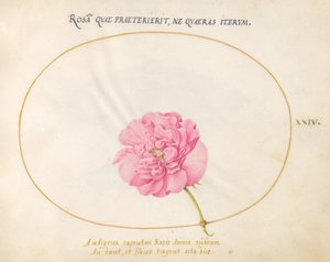 Płyta 24: Różowa Róża autorstwa Joris Hoefnagel