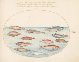 Tabliczka 25: Wargacz śródziemnomorski, inne wargacze, okoń morski paluszek (?), kilka "Anthiae" i inne ryby autorstwa Joris Hoefnagel