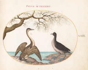 Płyta 26: Kormoran i Łyska autorstwa Joris Hoefnagel